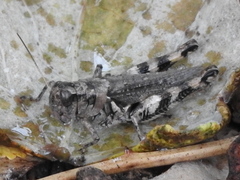 Melanoplus ponderosus