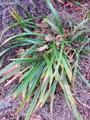 Carex pedunculata