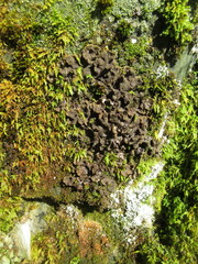 Peltigera evansiana