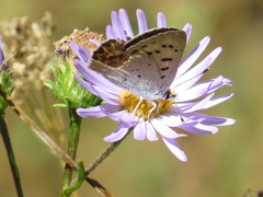Tharsalea nivalis