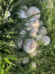 Agaricus californicus