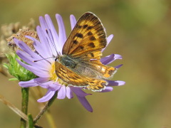 Tharsalea nivalis