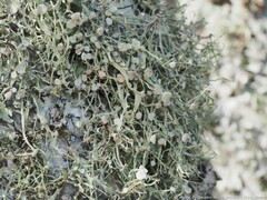 Ramalina stenospora