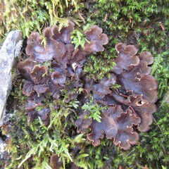 Peltigera evansiana