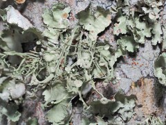 Ramalina stenospora