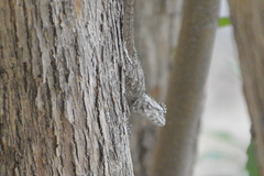 Urosaurus bicarinatus