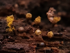 Hemitrichia calyculata