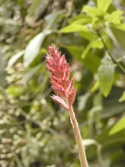 Aechmea distichantha