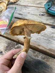 Armillaria mellea