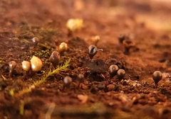 Hemitrichia calyculata