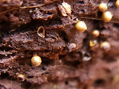 Hemitrichia calyculata