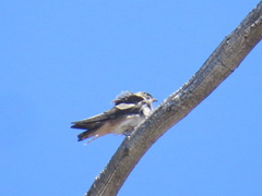 Petrochelidon pyrrhonota