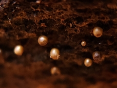 Hemitrichia calyculata