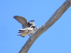 Petrochelidon pyrrhonota