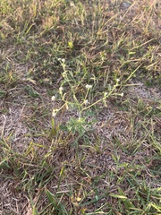 Parthenium hysterophorus