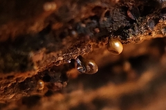 Hemitrichia calyculata