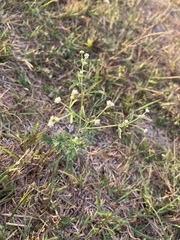 Parthenium hysterophorus