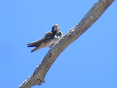 Petrochelidon pyrrhonota