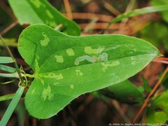 Liriomyza schmidti