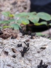 Xylaria longiana