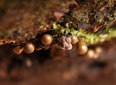 Hemitrichia calyculata