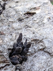 Xylaria longiana