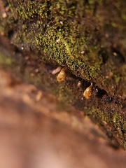 Hemitrichia calyculata