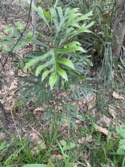 Grevillea baileyana