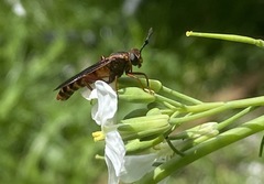Phyllomydas parvulus