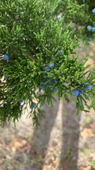 Juniperus ashei