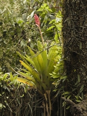 Aechmea distichantha