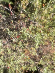 Enchylaena tomentosa