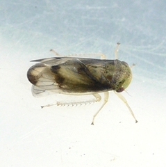 Pediopsoides distinctus