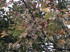 Fraxinus americana