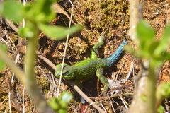 Sceloporus formosus