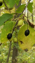 Viburnum prunifolium