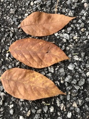 Fraxinus americana