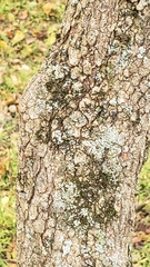 Viburnum prunifolium