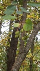 Viburnum prunifolium