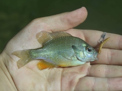 Lepomis aquilensis