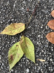 Fraxinus americana