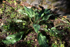 Cynoglossum officinale