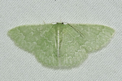 Synchlora frondaria