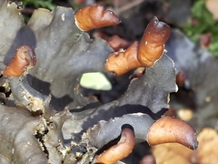 Peltigera polydactylon