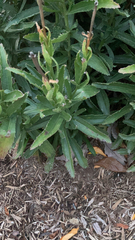 Leucanthemum maximum