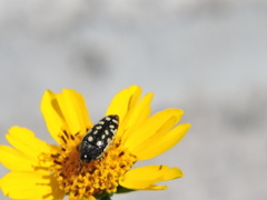 Acmaeodera disjuncta