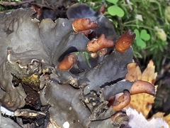 Peltigera polydactylon