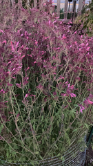 Agastache cana