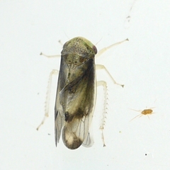 Pediopsoides distinctus