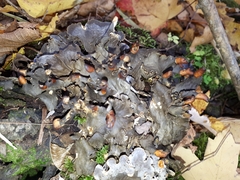 Peltigera polydactylon
